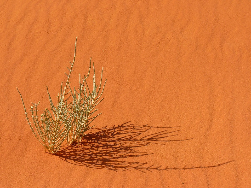 مرحلة البقاء