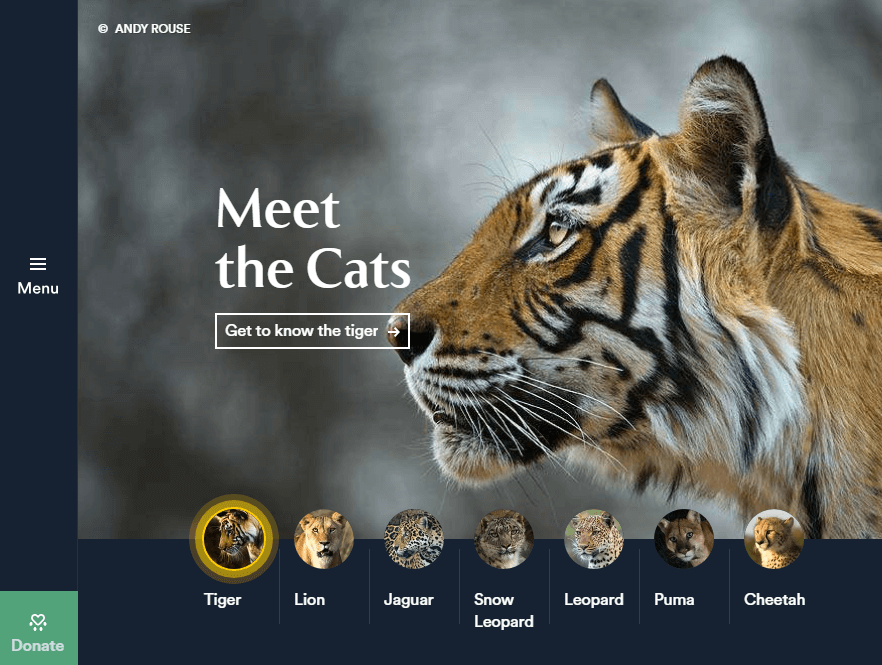 Get to know the tiger